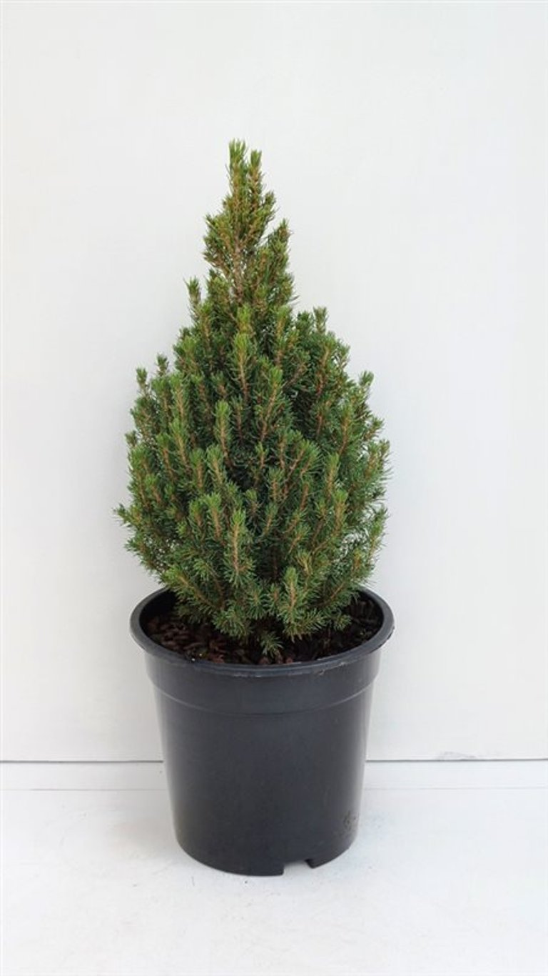 Picea gl. 'Laurin' - C3 30-35 CM